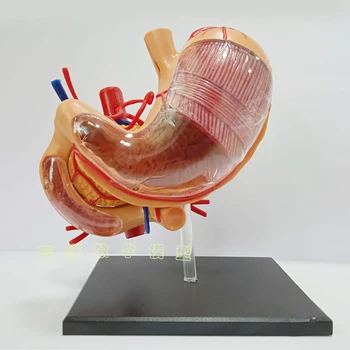 Модел на стомаха Модел на човешки орган Монтаж на стомаха Анатомическая модел на Структурата на стомаха Образователна играчка